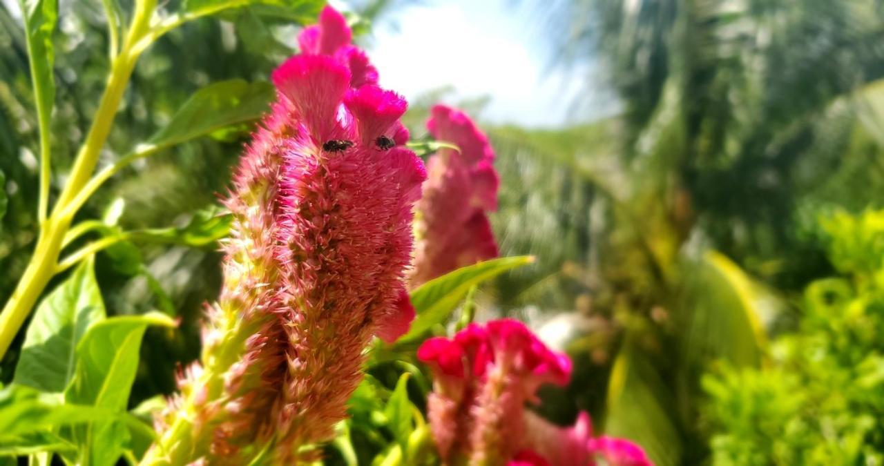 פוארטו מורלוס Layla Guesthouse מראה חיצוני תמונה